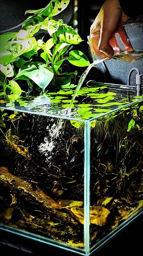 35K views · 13K reactions |  Feeding time in the Rio Putumayo 諭  for more | @aquagoekhan #aquarium #biotopeaquariums #aquascape #aquascaping #biotopeaquaristics #aquariumhobby #fishtank #cardinaltetra #apistogramma #artemia #artemiafeeding | Gökhan Kiyici | Facebook