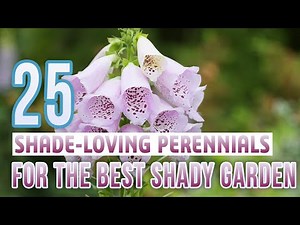 25 Shade Loving Perennials For The Perfect Garden In The Shade