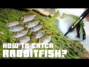 How to Catch Rabbitfish | Marina South Pier Fishing | Singapore Fishing