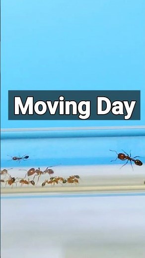 Ants Tower MIGRATION | D colony