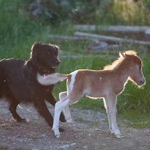 880K views · 10K reactions | 365 TAGE !! 78 Tage davon im Haus. Viele Wochen des ZITTERN'S dein Leben hing am seidenen Faden.....ABER dein Kampfgeist hat uns allen gezeigt das es WERT IST ZU KÄMPFEN und niemals aufzugeben egal wie aussichtslos es scheint LEBEN STATT NEBEL❤ HAPPY BIRTHDAY 拾拾 壟NEPOMUK zu deinem ersten Geburtstagsjahr DU KÖNIG aller ZWERGENPFERDE | Frau Vogel - eine Chance für Waisenfohlen | Facebook