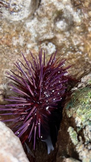 If sea urchins' mouths are under them... how do they eat? 🤔 Purple sea urchins use their purple spines, which have tube feet at the end, to grab and hold onto passing food and then slowly pass it down to their mouths to eat! Take a look at the time-lapse of this purple sea urchins' spines and tube feet in action! 🤩💜 | OdySea Aquarium
