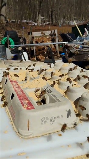 Hungry Honey Bees Devour Pollen Substitute 🐝