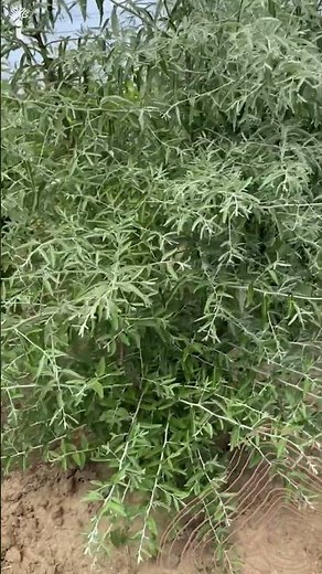 Schmalblättrige Ölweide Mehrstämmig | Elaeagnus angustifolia