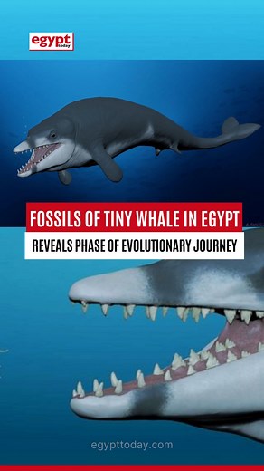 1.8K views · 12 reactions | Discovering the ancient secrets of evolution!  Fossils of a tiny whale found in Egypt shed light on its evolutionary journey. Dive into the fascinating world of paleontology. Check out the article to unveil the incredible story of #Tutcetus Rayanensis. Details at https://bit.ly/3qreaAC #Egypt Hesham Sallam #SallamLab #WhaleEvolution #Paleontology #AncientDiscoveries #Evolution | Egypt Today Magazine | Facebook
