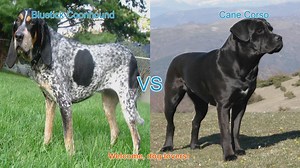 Bluetick Coonhound vs. Cane Corso: A Comprehensive Comparison