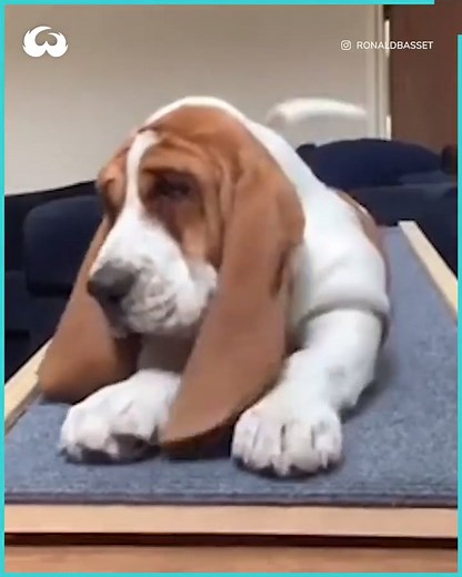 20K views · 990 reactions | So Funny    | Basset Hound Lover | Facebook
