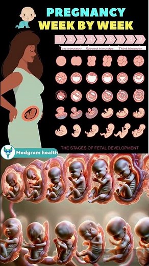 A visual guide to the miracle of life See every stage of fetal development