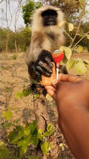 “Biscuit vs Lollipop Challenge with Monkey 🐒🍪🍭”