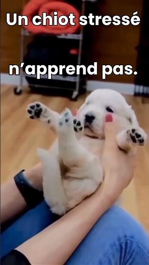 Un chiot stressé n’apprend pas