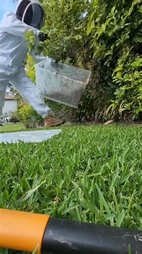 SYDNEY!, ITS BEE SEASON DONT LET THE NAME FOOL YOU ! HERE AT Roach sniper- pest control WE DO IT ALL ! - Bee relocation and treatments to preventative measures, Call us for your same day Bee servicing needs ! When possible we always try to rescue our Bee populations but when its not, we do have other humane methods of eradication. MOB 0420209265 EMAIL Christopherjamespestcontrol@gmail.com #bees #pestcontrol #christophermoschella #ceejayspestadventures #fypシ #roachsniper #sydney #ANTS #SupportLoc