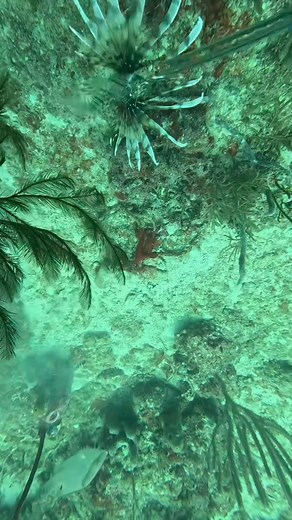 35K views · 1.3K reactions | Slow motion Lionfish hunting with squid action on | Lionfishextermination | Facebook