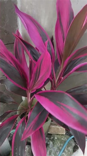 Pink Vibes Only 🌿✨ Cordyline fruticosa 🌿
