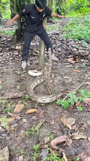 Cornered by a python #bigsnake