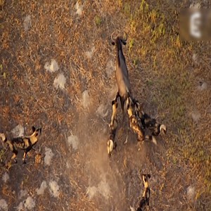 10K views · 103 reactions | The power of the pack! Wild dogs' AMAZING relay hunting strategy | Wild Animals | Facebook