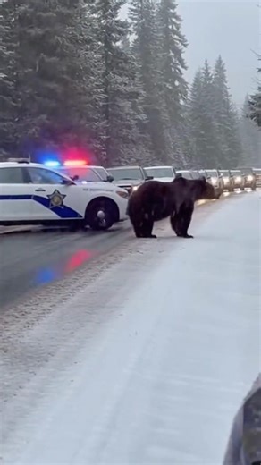 TRAFFIC LOCKDOWN… Police Shut Down the Road for a Wandering Grizzly
