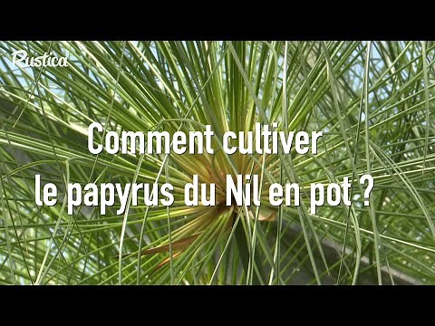 How to cultivate Nile papyrus?