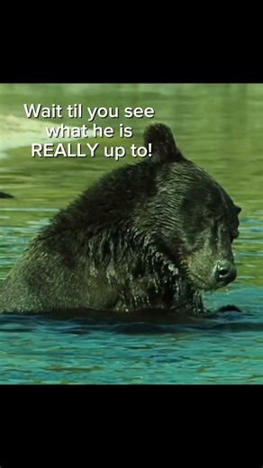 Rare Footage: Life in the Land of Giants #WildlifeDocumentary #bears #katmainationalpark
