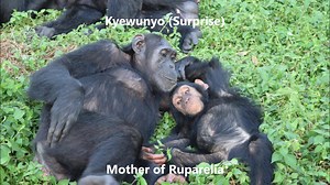 With Love from Ngamba Island Chimpanzee Sanctuary, we wish all mothers of this world a wonderful Mother's Day. #Stayhomestaysafe | Ngamba Island Chimpanzee Sanctuary