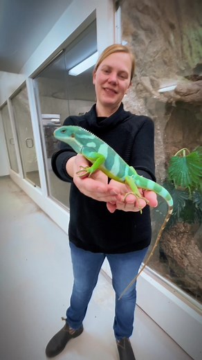 Amazing Fiji Island Iguana Discovery