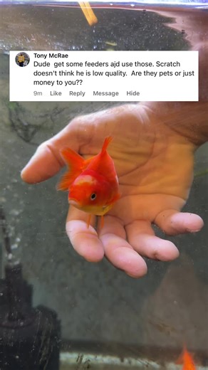 Cuidado con los Goldfish en tu Acuario