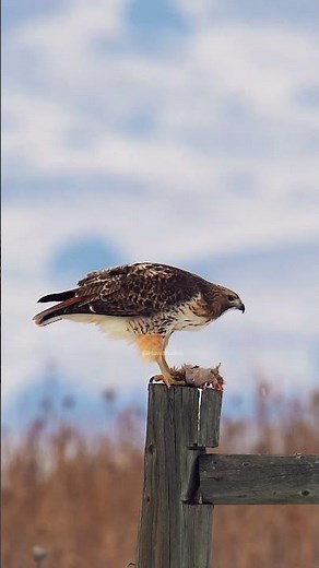 Red Tailed Hawk eating its prey #hawk #bird #nature #wildlife #prey HA19567