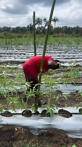 New project | Mr samson