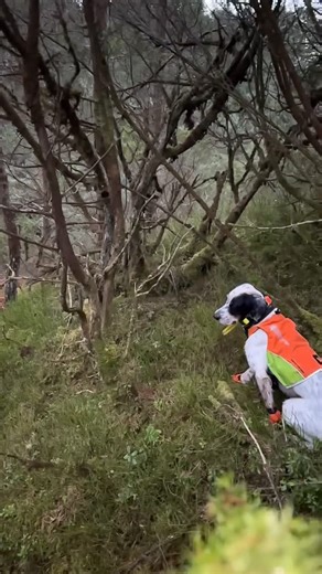 Daniel Sjursæther - Hunting | English setters! 🤩 #woodcock #englishsetter | Instagram