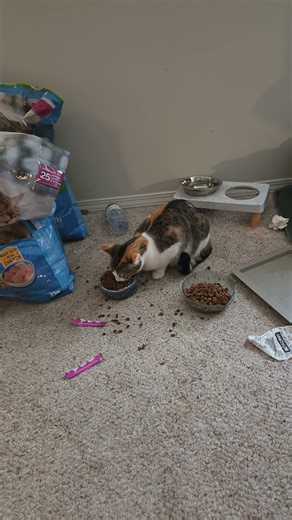 love you baby #sistercats #cat