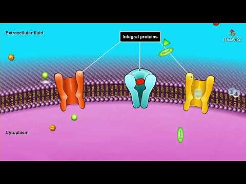 Cell membrane structure and components : Membrane physiology animations