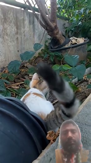 Cats play funny #cat #cute #funny #games #animals #dance #funnyanimals