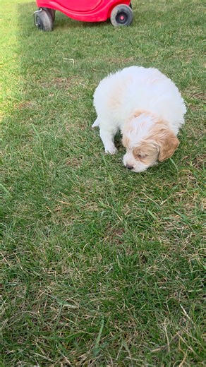 Cavapoo puppy for sale
