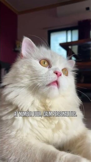 Why you NEED a Persian Cat #shorts