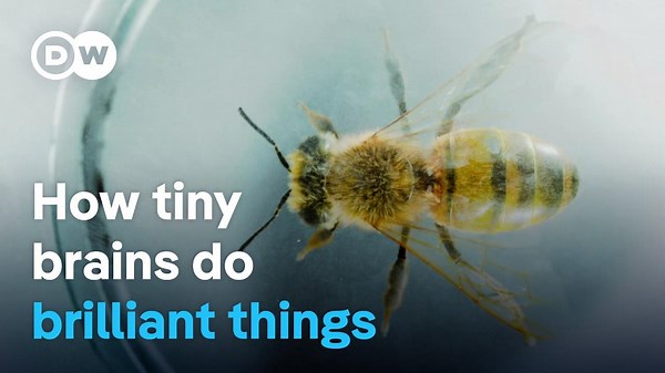 Smart Insects: How Tiny Brains Do Brilliant Things - Top Documentary Films