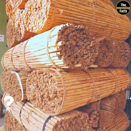 588K views · 9.7K reactions | आखिर श्रीलंका दालचीनी की खेती करके कैसे कमाता है करोड़ो रुपे?, देखे पूरा विडियो... | The Interesting Facts | Facebook