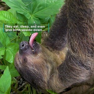 2.1K reactions · 1.3K shares | Today is International Sloth Day! Watch to learn more about these tree-hugging mammals in (slow moving) celebration. | National Aquarium | Facebook