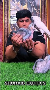 💙💛Bolivian blue & gold macaw 🐣 | Exotics birds 🦜 | Coimbatore exotics birds🔥 | #macaw #pets #birds