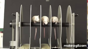 Rotarod test on Make a GIF