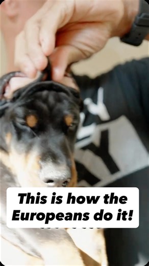 1.2K views · 284 reactions | This is how the Europeans staged their puppies when getting photographs taken. | European Doberman Stud | Facebook