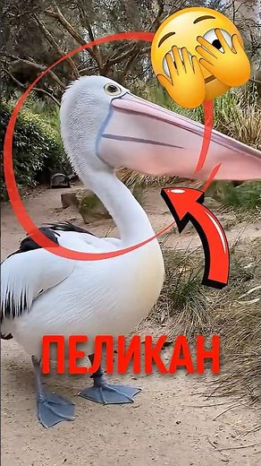 🦤 Why does a pelican try to eat everything in sight! #pelican #wildlife #animals