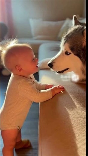 Husky Teaches Baby to “Howl”
