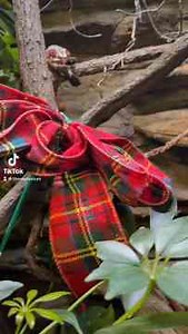 THE REPTARIUM - Fruit loop the chameleon getting in the Christmas spirit early