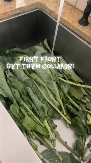 Fresh cut collards, clean water, hand full of salt, vinegar and soak! #collards #greens #food #real | The Warrior’s Room