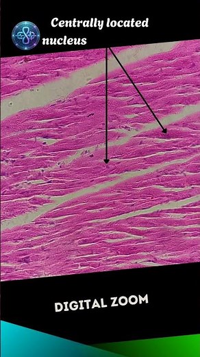 Cardiac Muscle Histology: Intercalated Discs & Central Nuclei 🧬🫀|| Satvik's Pulse