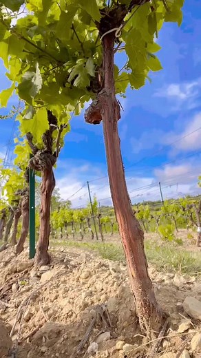2.4K views · 16 reactions | In grape-growing, T-budding grafts new grape varieties onto existing rootstocks, keeping mature roots while changing vine traits efficiently. @vitigreffe . . . . . #thewinecrate #viticulture #viticultura #vineyardlife #vineyardwork #winemakingprocess #vineyardsofinstagram #vineyard | The Wine Crate | Facebook