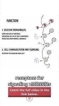 The cell membrane does far more than just “hold the cell together"#cellmembrane #cellbiology #meded