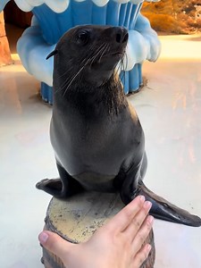 Walrus vs Sea Lion: Key Differences and Facts