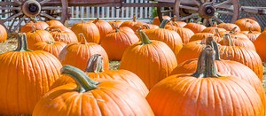 The Boone Hall Pumpkin Patch - Boone Hall Plantation & Gardens