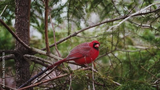 Red Cardinal Bird Lands on a Branch in Slow Motion. The northern cardinal a small bird, bright red color, lives in the forests of North America. Stock Video
