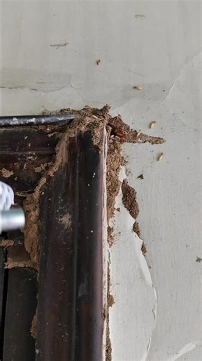 How to eliminate the Termite colony call experts at 9560085916 for professional Termite Control. 🤙📞💐